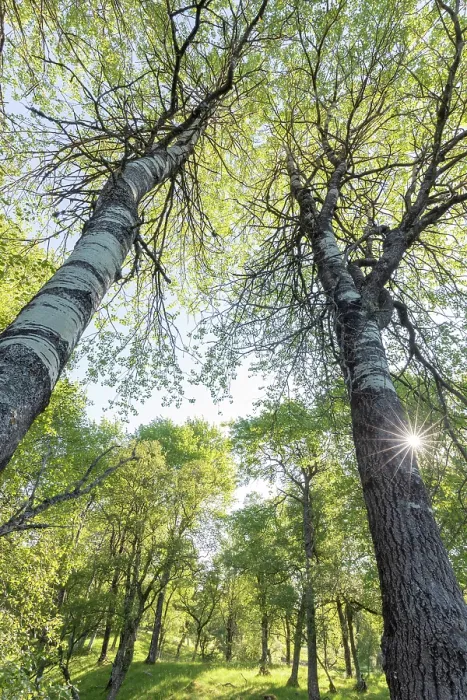 Framed Print : Aspen (Populus tremula) woodland in early summer, Cairngorms National Park, Scotland, UK. June Framed Print : Aspen (Populus tremula) woodland in early summer, Cairngorms National Park, Scotland, UK. June