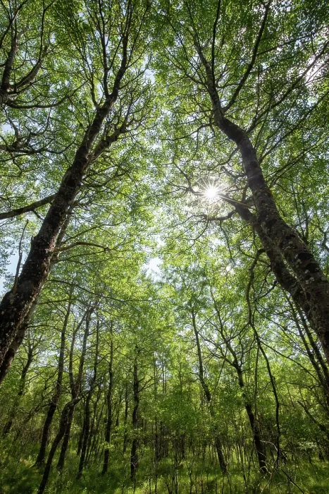Framed Print : Aspen (Populus tremula) woodland in early summer, Insh Marshes, Cairngorms National Park, Scotland, UK. June Framed Print : Aspen (Populus tremula) woodland in early summer, Insh Marshes, Cairngorms National Park, Scotland, UK. June