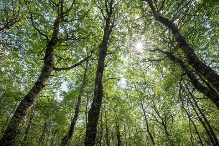 Framed Print : Aspen (Populus tremula) woodland in early summer, Insh Marshes, Cairngorms National Park, Scotland, UK. June Framed Print : Aspen (Populus tremula) woodland in early summer, Insh Marshes, Cairngorms National Park, Scotland, UK. June