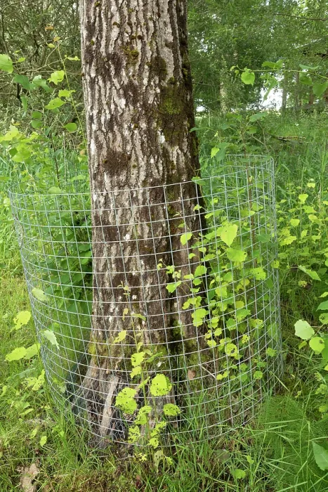 Framed Print : Aspen tree (Populus tremula) protected with wire mesh to prevent gnawing and felling by beaver, Perthshire, Scotland, UK. June Framed Print : Aspen tree (Populus tremula) protected with wire mesh to prevent gnawing and felling by beaver, Perthshire, Scotland, UK. June