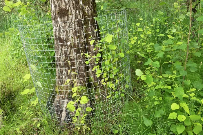 Framed Print : Aspen tree (Populus tremula) protected with wire mesh to prevent gnawing and felling by beaver, Perthshire, Scotland, UK. June Framed Print : Aspen tree (Populus tremula) protected with wire mesh to prevent gnawing and felling by beaver, Perthshire, Scotland, UK. June