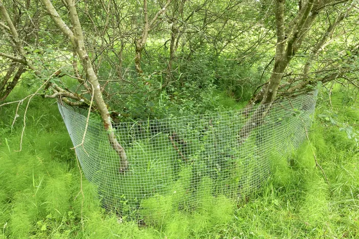 Framed Print : Aspen tree (Populus tremula) protected with wire mesh to prevent gnawing and felling by Beavers, Perthshire, Scotland, UK. June