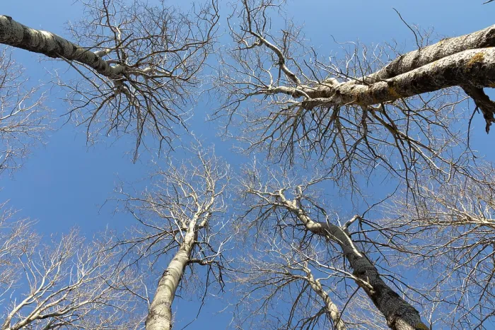 Framed Print : Aspen trees (Populus tremula) leafless in early spring, Insh Marshes, Cairngorms National Park, Scotland, UK. April Framed Print : Aspen trees (Populus tremula) leafless in early spring, Insh Marshes, Cairngorms National Park, Scotland, UK. April