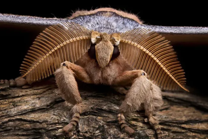 Framed Print : Assam silkmoth (Antheraea assamensis) male, close up showing feather-like antennae Framed Print : Assam silkmoth (Antheraea assamensis) male, close up showing feather-like antennae