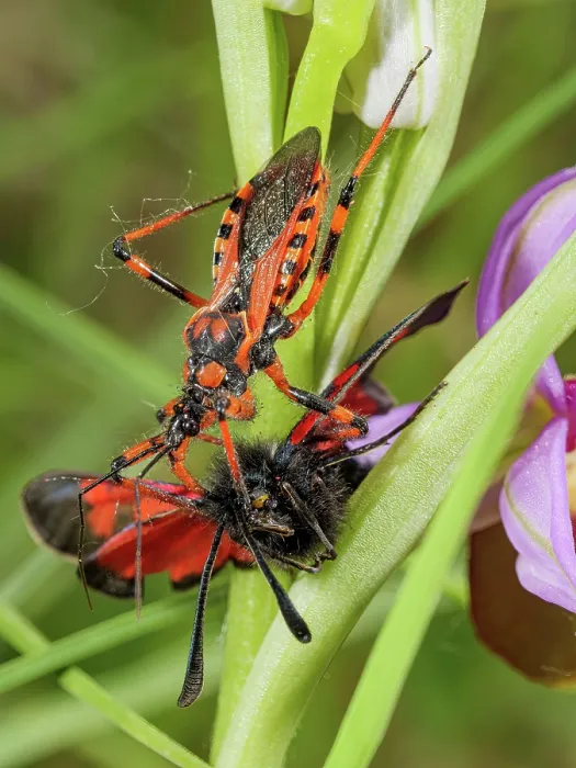 Framed Print : Assassin bug (Rhinocoris iracundus) on Late spider orchid (Ophrys fuciflora) flower with Burnet moth (Zygaena filipendulae) prey, Umbria, Italy. May