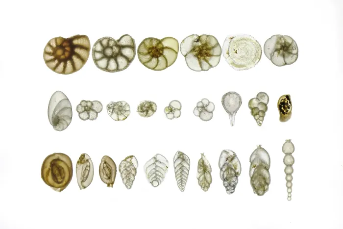Framed Print : Assorted Foraminifera arranged on a microscope slide, focus-stacked light micrograph Framed Print : Assorted Foraminifera arranged on a microscope slide, focus-stacked light micrograph