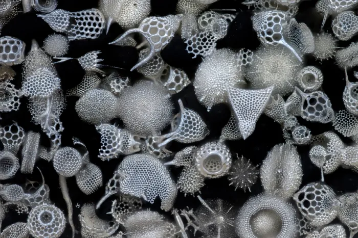Framed Print : Assorted radiolaria on an antique microscope slide, focus-stacked light micrograph. The intricate mineral skeleton of a radiolarian is usually made of silica Framed Print : Assorted radiolaria on an antique microscope slide, focus-stacked light micrograph. The intricate mineral skeleton of a radiolarian is usually made of silica