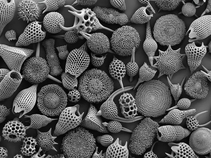 Framed Print : Assorted radiolaria, electron micrograph. The intricate mineral skeleton of a radiolarian is usually made of silica Framed Print : Assorted radiolaria, electron micrograph. The intricate mineral skeleton of a radiolarian is usually made of silica