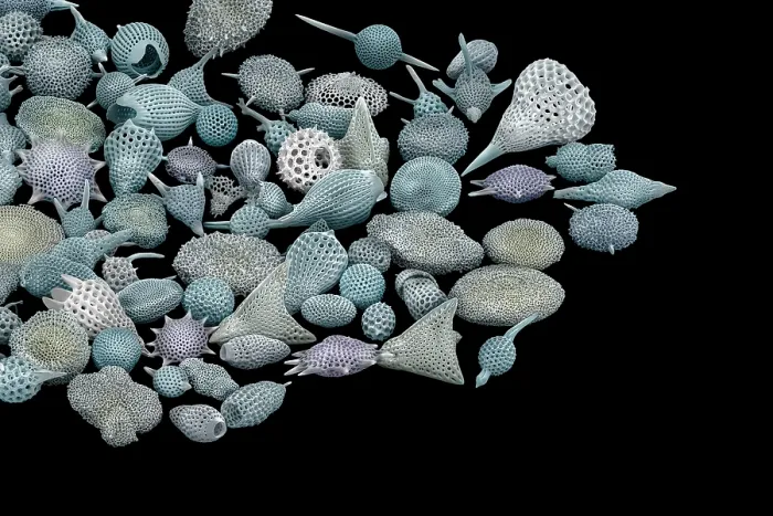 Framed Print : Assorted radiolaria, false-coloured scanning electron micrograph. The intricate mineral skeleton of a radiolarian is usually made of silica Framed Print : Assorted radiolaria, false-coloured scanning electron micrograph. The intricate mineral skeleton of a radiolarian is usually made of silica