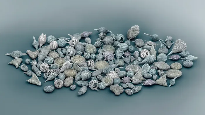 Framed Print : Assorted radiolaria, false-coloured scanning electron micrograph. The intricate mineral skeleton of a radiolarian is usually made of silica Framed Print : Assorted radiolaria, false-coloured scanning electron micrograph. The intricate mineral skeleton of a radiolarian is usually made of silica