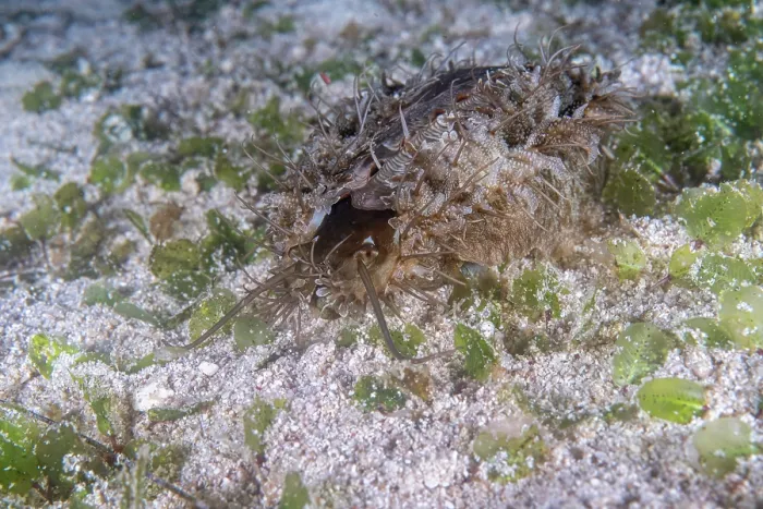 Framed Print : Ass's ear abalone (Haliotis asinina) camouflaged on seabed, Malapascua Island, Cebu, Philippines, Pacific Ocean
