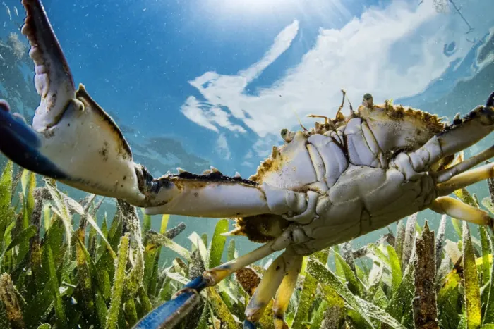 Framed Print : Atlantic blue crab (Callinectes sapidus) hunting in Turtlegrass (Thalassia testudinum Framed Print : Atlantic blue crab (Callinectes sapidus) hunting in Turtlegrass (Thalassia testudinum