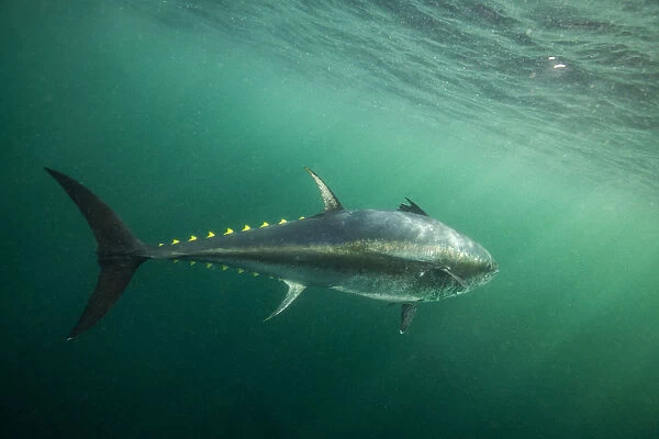 Atlantic bluefin tuna (Thunnus thynnus) off Antigonish, Nova Scotia, Canada. October