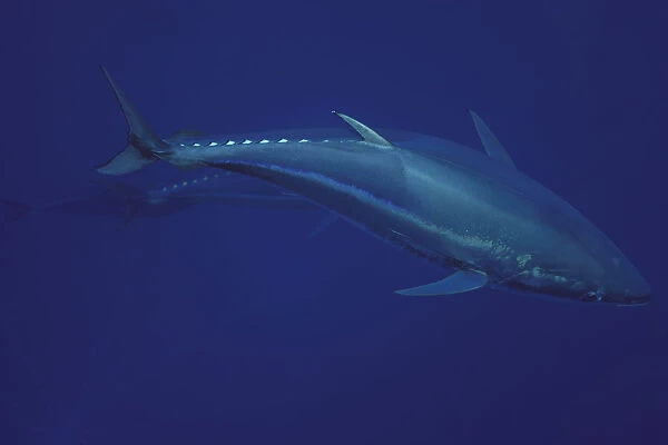 Atlantic bluefin tuna (Thunnus thynnus) captive, Malta, Mediteranean, May 2009