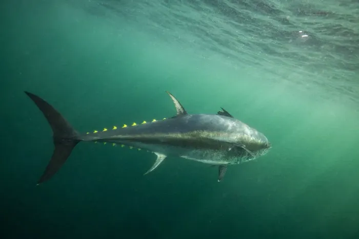 Framed Print : Atlantic bluefin tuna (Thunnus thynnus) off Antigonish, Nova Scotia, Canada. October