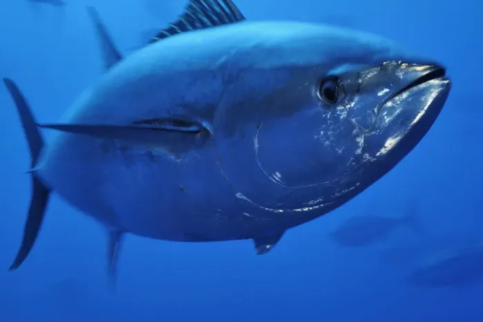 Framed Print : Atlantic bluefin tuna (Thunnus thynnus) portrait, captive, Malta, Mediteranean, May