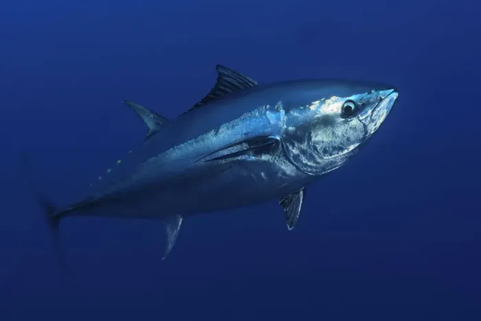Framed Print : Atlantic bluefin tuna (Thunnus thynnus) portrait, captive, Malta, Mediteranean, May 2009 Framed Print : Atlantic bluefin tuna (Thunnus thynnus) portrait, captive, Malta, Mediteranean, May 2009