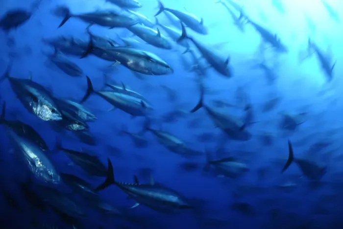 Framed Print : Atlantic bluefin tuna (Thunnus thynnus) shoal, captive, Malta, Mediteranean, May 2009