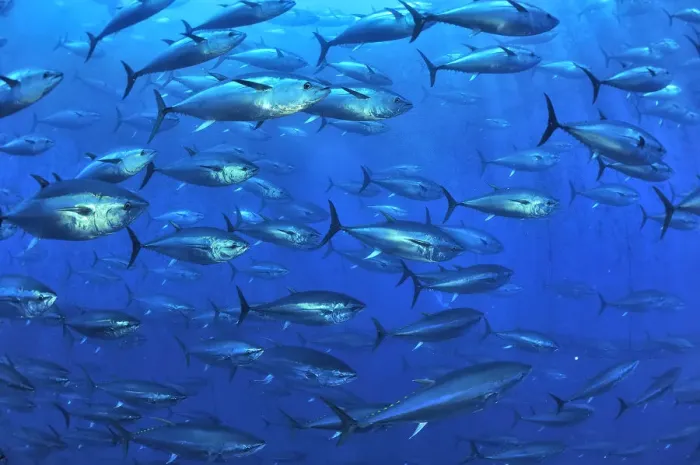 Framed Print : Atlantic bluefin tuna (Thunnus thynnus) within tuna farm, containing around 1000 per net