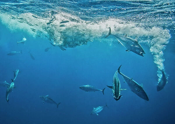 Atlantic bonito (Sarda sarda) attacking a school of Spanish sardines (Sardinella aurita) which are trapped at the surface, Isla Mujeres, Mexico, Gulf of Mexico