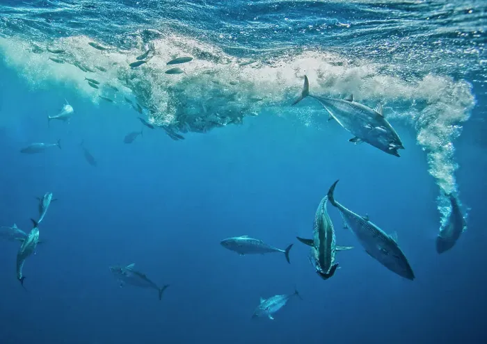 Framed Print : Atlantic bonito (Sarda sarda) attacking a school of Spanish sardines (Sardinella aurita) which are trapped at the surface, Isla Mujeres, Mexico, Gulf of Mexico Framed Print : Atlantic bonito (Sarda sarda) attacking a school of Spanish sardines (Sardinella aurita) which are trapped at the surface, Isla Mujeres, Mexico, Gulf of Mexico