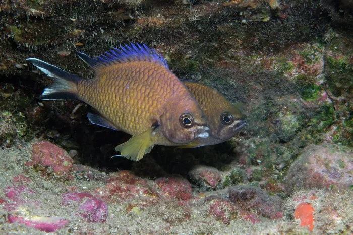 Framed Print : Atlantic chromis (Chromis limbatus) pair, male in foreground, female laying eggs, Tenerife, Canary Islands, Atlantic Ocean Framed Print : Atlantic chromis (Chromis limbatus) pair, male in foreground, female laying eggs, Tenerife, Canary Islands, Atlantic Ocean