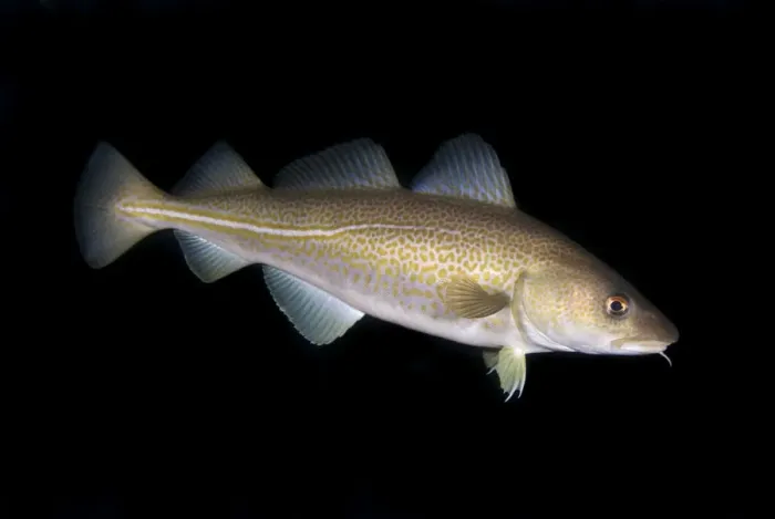 Framed Print : Atlantic cod (Gadus morhua) portrait, Saltstraumen, Bod, Norway, October 2008 Framed Print : Atlantic cod (Gadus morhua) portrait, Saltstraumen, Bod, Norway, October 2008