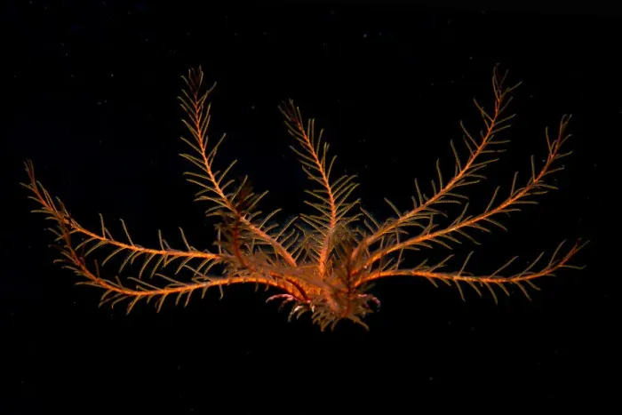 Framed Print : Atlantic feather star (Antedon bifida) Tenerife, Canary Islands Framed Print : Atlantic feather star (Antedon bifida) Tenerife, Canary Islands