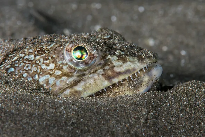 Framed Print : Atlantic lizardfish (Synodus saurus) on seabed, head portrait, Tenerife, Canary Islands, Atlantic Ocean Framed Print : Atlantic lizardfish (Synodus saurus) on seabed, head portrait, Tenerife, Canary Islands, Atlantic Ocean