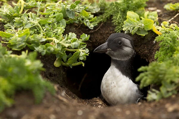 Atlantic Puffin (Fratercula arctica) young chick coming out of its burrow, Sule Skerry