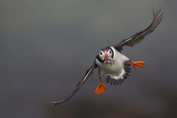 Atlantic puffin (Fratercula arctica) in flight with a beak full of sand eels, Fair Isle