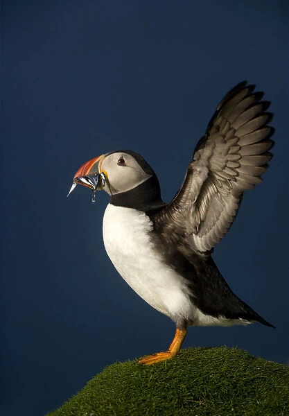 Atlantic Puffin (Fratercula arctica) wing stretching with sand eels in beak, Flannan Isles
