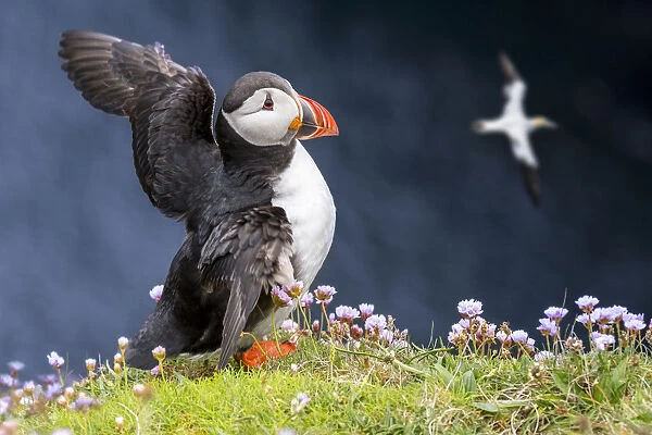 Atlantic puffin (Fratercula arctica) in breeding plumage flapping wings on sea cliff top