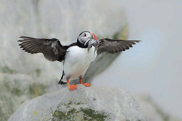 Atlantic puffin (Fratercula arctica) standing on rock with fish in beak, with wings spread, Machias Seal Island, Maine, USA. July