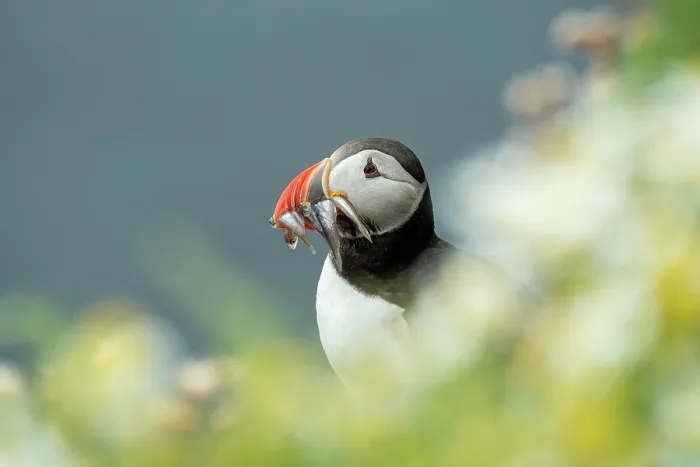 Framed Print : Atlantic puffin (Fratercula arctica) with beak full of Sandeels prey, Sumburgh Head Lighthouse Nature Reserve, Shetland, Scotland, UK. July