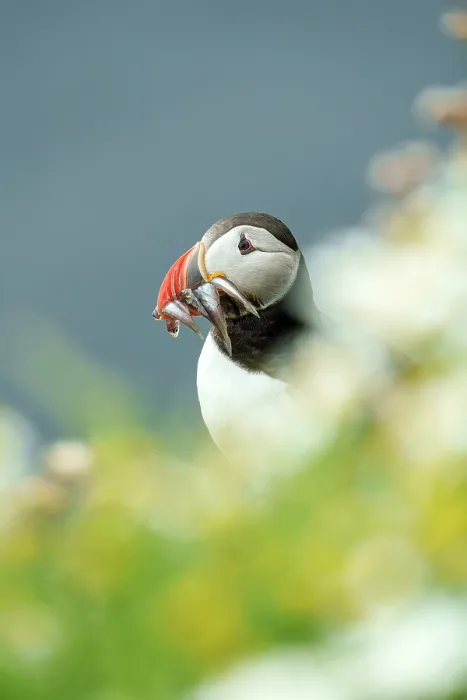 Framed Print : Atlantic puffin (Fratercula arctica) with beak full of Sandeels prey, Sumburgh Head Lighthouse Nature Reserve, Shetland, Scotland, UK. July Framed Print : Atlantic puffin (Fratercula arctica) with beak full of Sandeels prey, Sumburgh Head Lighthouse Nature Reserve, Shetland, Scotland, UK. July