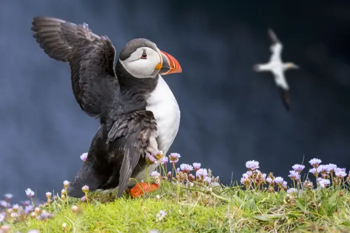 Framed Print : Atlantic puffin (Fratercula arctica) in breeding plumage flapping wings on sea cliff top Framed Print : Atlantic puffin (Fratercula arctica) in breeding plumage flapping wings on sea cliff top