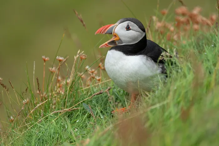Framed Print : Atlantic puffin (Fratercula arctica) calling, Sumburgh Head Lighthouse Nature Reserve, Shetland, Scotland, UK. July Framed Print : Atlantic puffin (Fratercula arctica) calling, Sumburgh Head Lighthouse Nature Reserve, Shetland, Scotland, UK. July