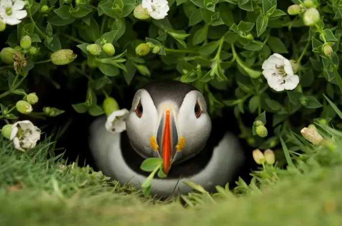 Framed Print : Atlantic Puffin (Fratercula arctica) coming out of its burrow with a gift, Skomer Island