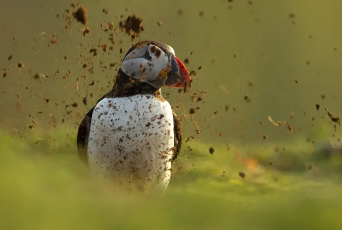 Framed Print : Atlantic Puffin (Fratercula arctica) covered by mud from its partner digging out Framed Print : Atlantic Puffin (Fratercula arctica) covered by mud from its partner digging out