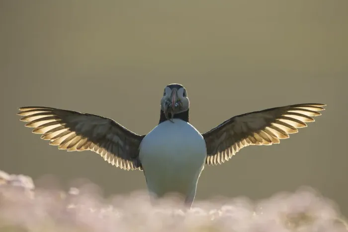 Framed Print : Atlantic puffin (Fratercula arctica) flapping with sand eels in beak, in evening light Framed Print : Atlantic puffin (Fratercula arctica) flapping with sand eels in beak, in evening light
