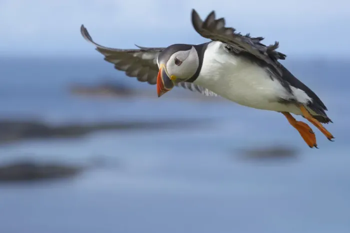 Framed Print : Atlantic puffin (Fratercula arctica) in flight, Isle of Lunga, Treshnish Isles, Scotland Framed Print : Atlantic puffin (Fratercula arctica) in flight, Isle of Lunga, Treshnish Isles, Scotland