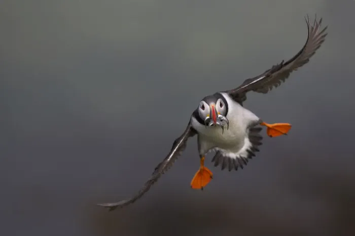 Framed Print : Atlantic Puffin (Fratercula arctica) in flight, Treshnish Isles, Scotland, UK, July Framed Print : Atlantic Puffin (Fratercula arctica) in flight, Treshnish Isles, Scotland, UK, July