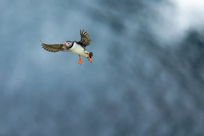 Framed Print : Atlantic puffin (Fratercula arctica) in flight with fresh fish catch in its beak, Sumburgh Head, Shetland Islands, Scotland, UK. June