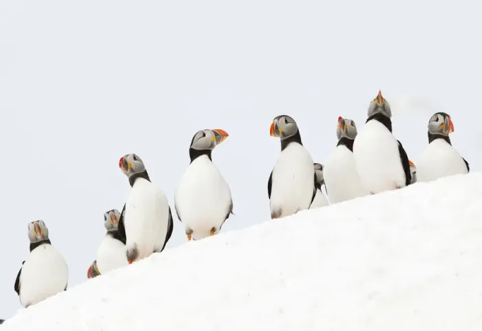 Framed Print : Atlantic Puffin (Fratercula arctica) flock resting on a snow bank, Hornoya, Varanger Framed Print : Atlantic Puffin (Fratercula arctica) flock resting on a snow bank, Hornoya, Varanger