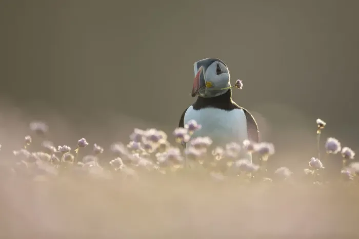 Framed Print : Atlantic puffin (Fratercula arctica) with flower in beak, amongst Thrift (Armeria maritima) Framed Print : Atlantic puffin (Fratercula arctica) with flower in beak, amongst Thrift (Armeria maritima)
