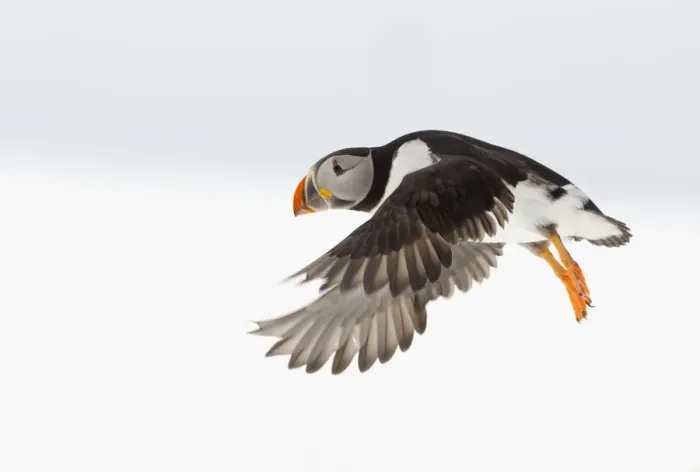 Framed Print : Atlantic Puffin (Fratercula arctica) flying profile, Hornoya, Varanger, Norway, April Framed Print : Atlantic Puffin (Fratercula arctica) flying profile, Hornoya, Varanger, Norway, April