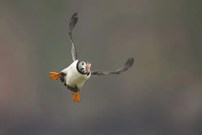Framed Print : Atlantic puffin (Fratercula arctica) flying with sand eels in beak, Fair Isle, Shetland Framed Print : Atlantic puffin (Fratercula arctica) flying with sand eels in beak, Fair Isle, Shetland