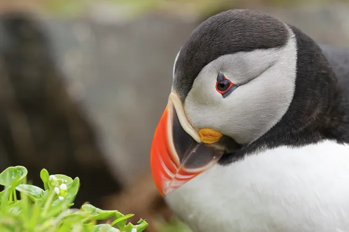 Framed Print : Atlantic puffin (Fratercula arctica) head portrait, Hornoya bird cliff island, Varanger Peninsula, Finnmark, Norway. June Framed Print : Atlantic puffin (Fratercula arctica) head portrait, Hornoya bird cliff island, Varanger Peninsula, Finnmark, Norway. June