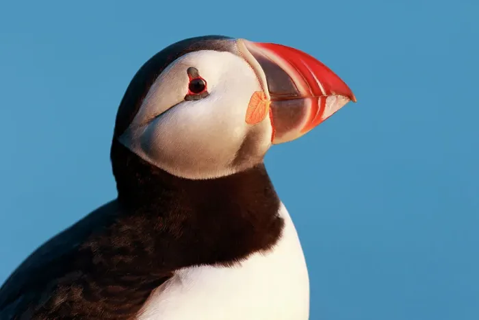 Framed Print : Atlantic puffin (Fratercula arctica) head profile, Iceland, June